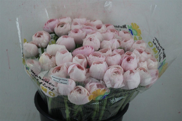 <h4>Ran Cloni Ex Lady Hanoi Pink</h4>