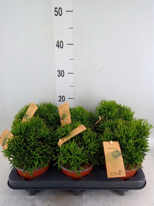 <h4>Rhipsalis   ...</h4>