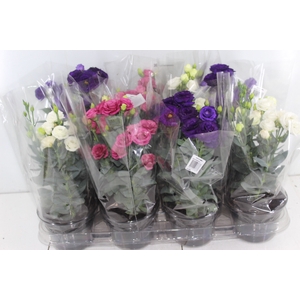 LISIANTHUS DOUBLINI P14 VARIADO