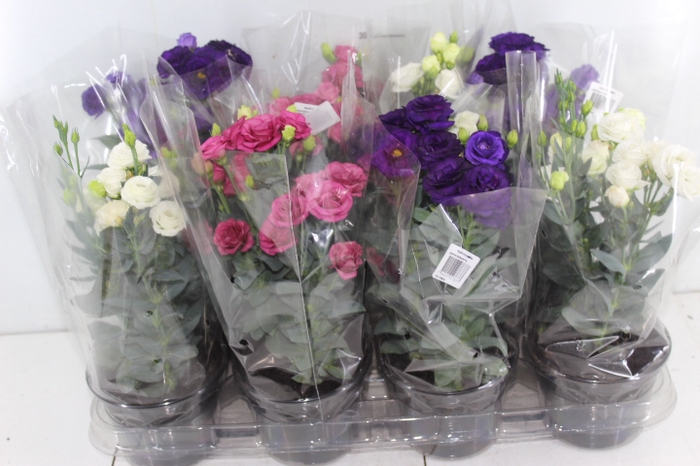 LISIANTHUS DOUBLINI P14 VARIADO