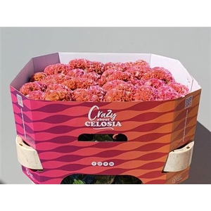 Cel C Pink Delight
