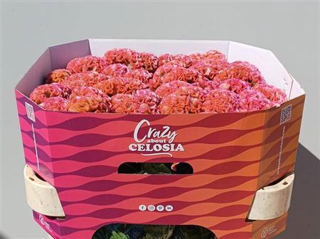 <h4>Cel C Pink Delight</h4>