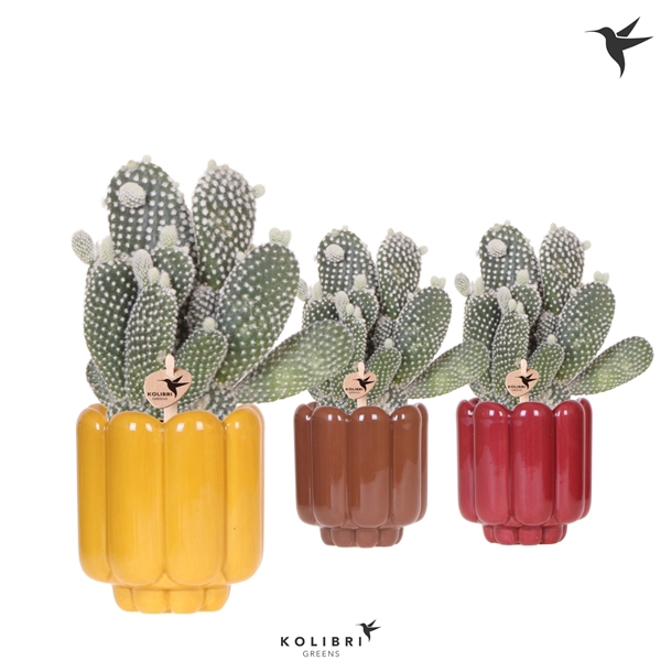 <h4>Kolibri Greens Opuntia white in Retro pot yellow mix</h4>