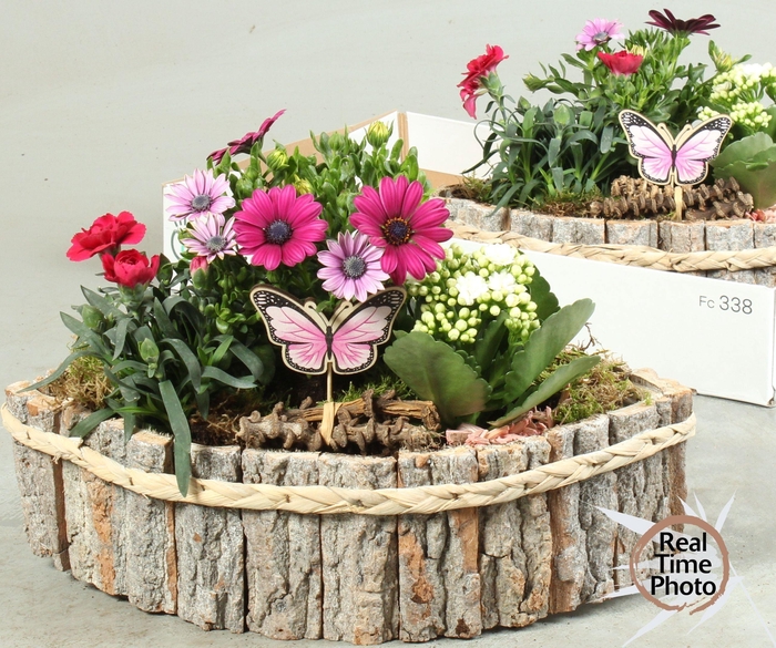 <h4>ARR TUINPLANTEN</h4>