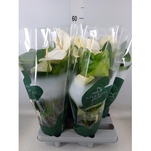 Anthurium andr. 'Samora'