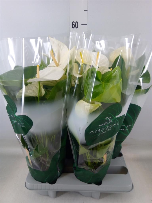 <h4>Anthurium andr. 'Samora'</h4>