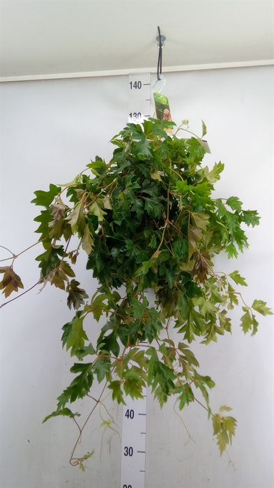 <h4>Cissus rhombifolia 'Ellen Danica'</h4>