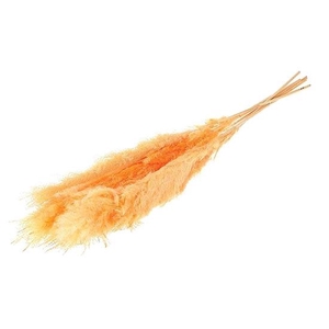 Bunch Gynerium 5 Pcs Slv L120