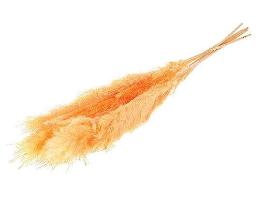 Bunch Gynerium 5 Pcs Slv L120