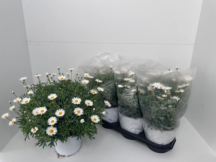 <h4>ARG STELLA 2000</h4>