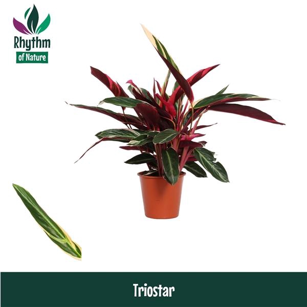 <h4>Stromanthe sanguinea 'Triostar'</h4>