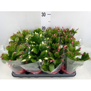 Schlumbergera   ...mix 3