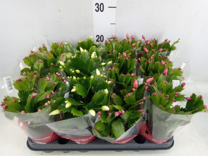 <h4>Schlumbergera   ...mix 3</h4>