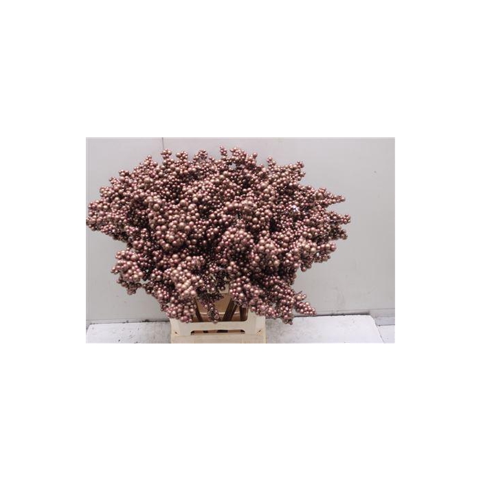 <h4>Bes Op Stok Copper Metallic</h4>