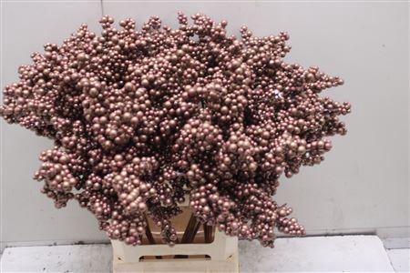 <h4>Bes Op Stok Copper Metallic</h4>