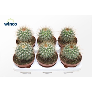 Mammillaria Compressa