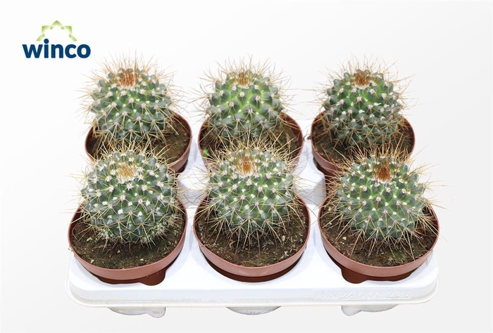 <h4>Mammillaria Compressa</h4>