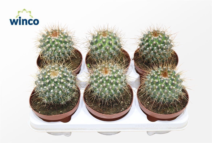 <h4>Mammillaria Compressa</h4>