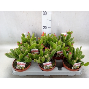 Opuntia