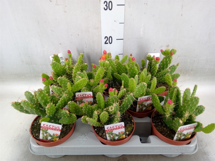 <h4>Opuntia</h4>