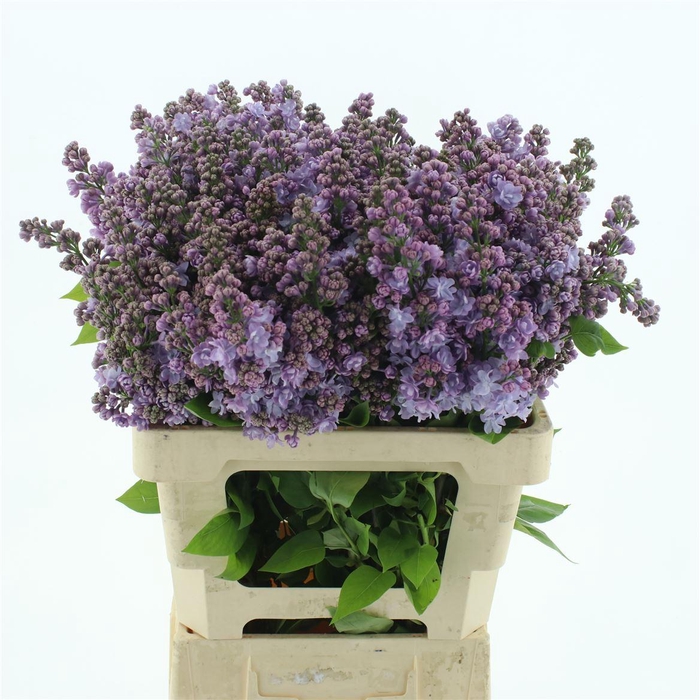 <h4>Syr Vulgaris Lila (1-2 Kop )</h4>