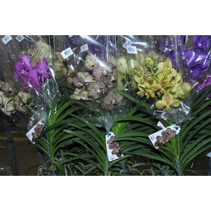 ORQUIDEA VANDA CESTA VAZADA