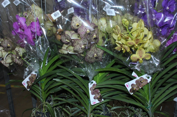 <h4>ORQUIDEA VANDA CESTA VAZADA</h4>