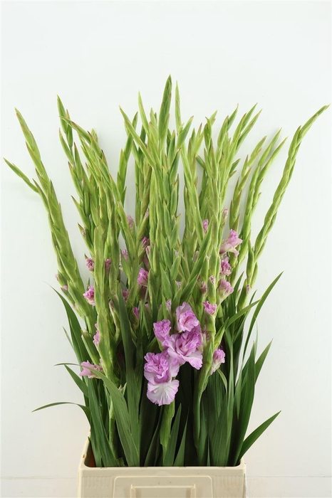 <h4>Glad Gr Flam Magenta Princess</h4>