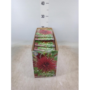 Dahlia   ...flowerbulbs