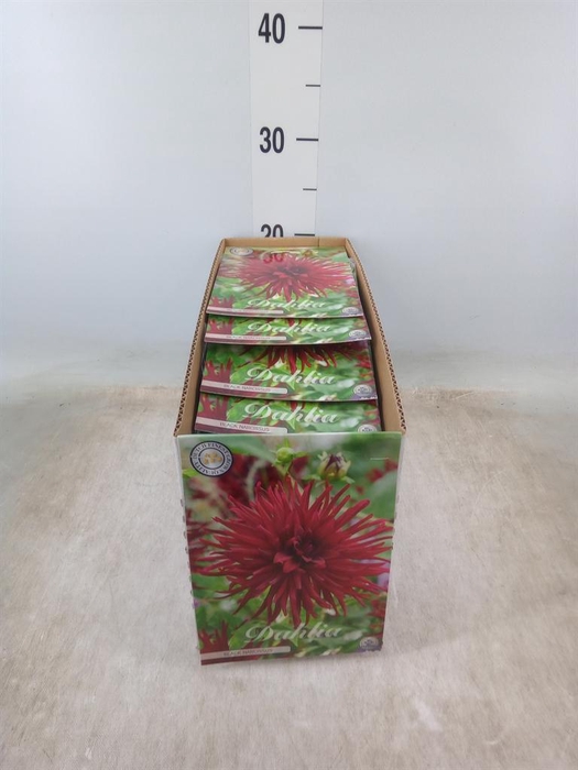 <h4>Dahlia   ...flowerbulbs</h4>