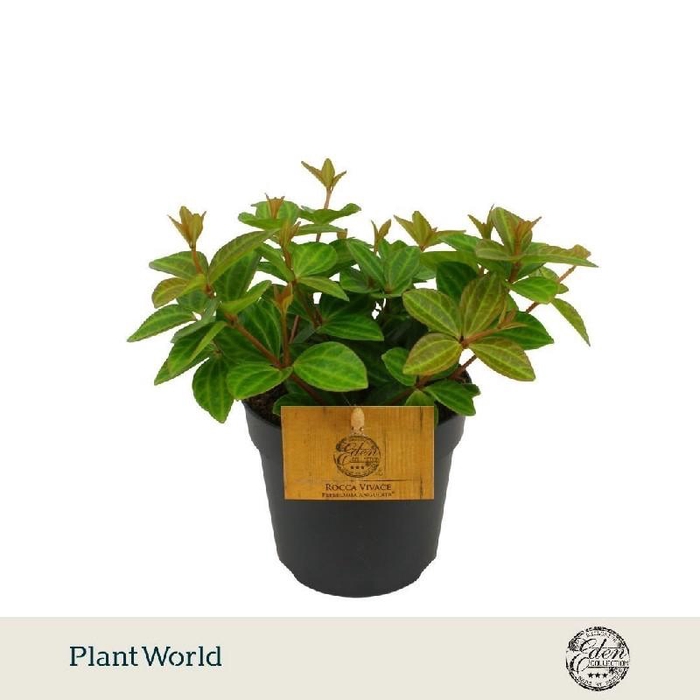 <h4>Peperomia Ang. Verde Hell Rocca Vivace</h4>