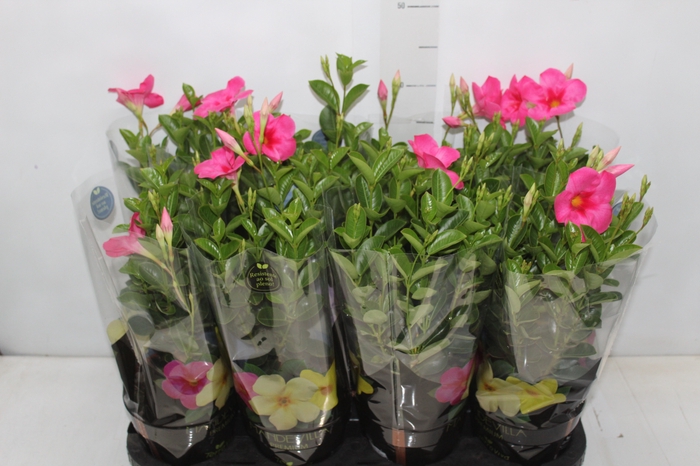 <h4>MANDEVILLA ROSE QUEEN P14 PREMIUM</h4>