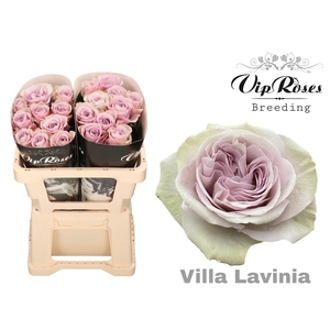 R Gr Villa Lavinia