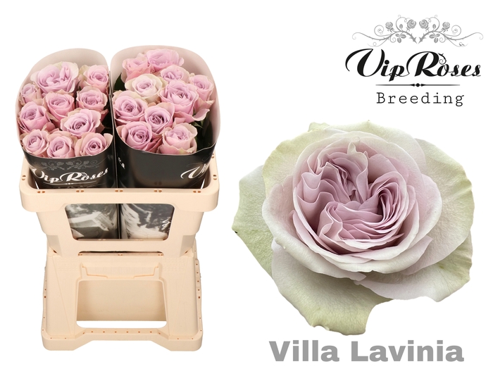 <h4>R Gr Villa Lavinia</h4>