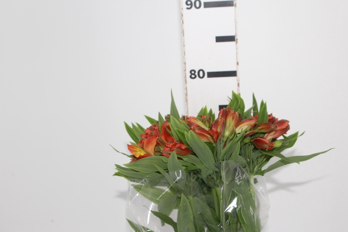 <h4>ALSTROEMERIA CINNAMON 080 CM</h4>