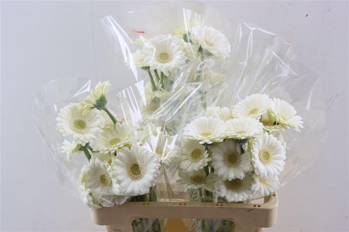 <h4>Ge Mi Albino Xxl</h4>