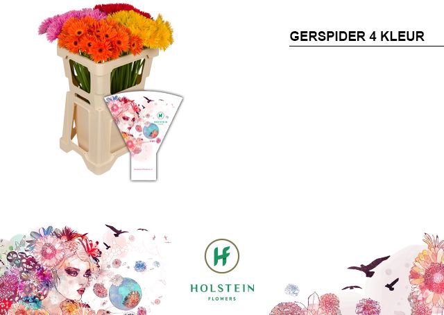 <h4>Germini Spider Mix Spider Water</h4>