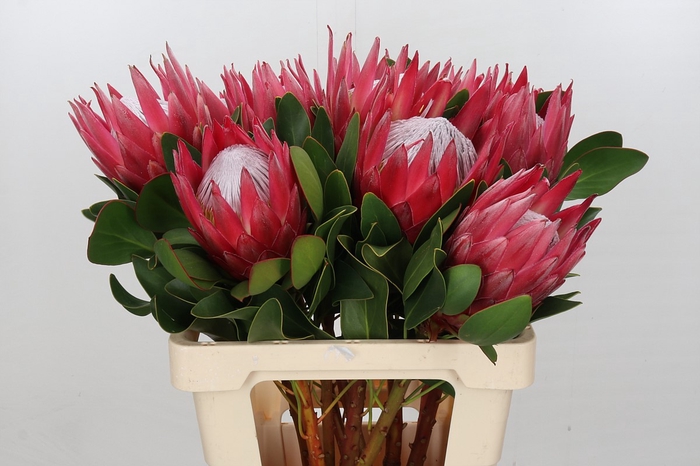 Protea Cynaroides Madiba