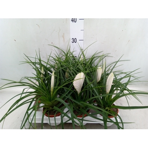 Tillandsia cyanea 'Biancini'