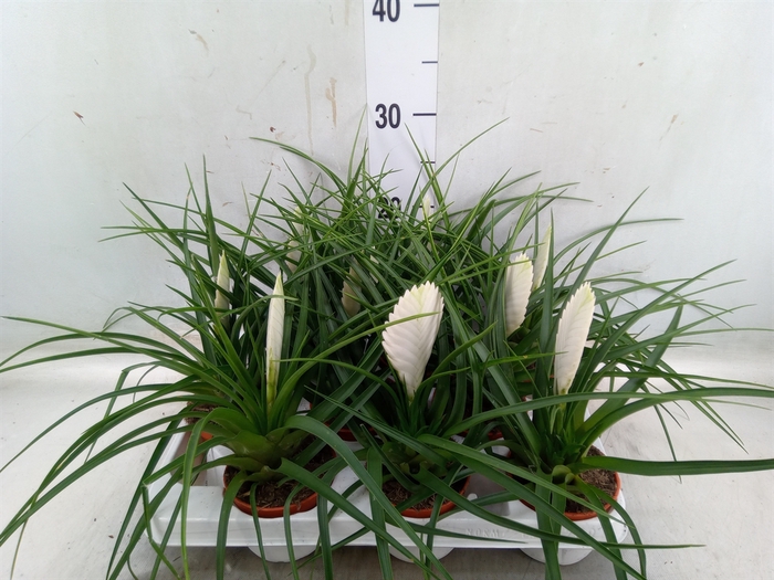 <h4>Tillandsia cyanea 'Biancini'</h4>