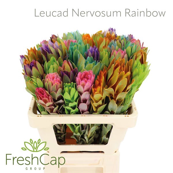 <h4>Leucad Nervosum Rainbow</h4>