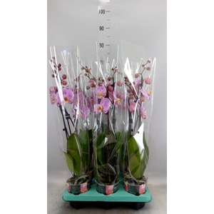 Phalaenopsis   ...