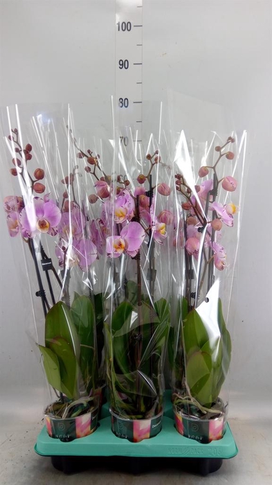 <h4>Phalaenopsis   ...</h4>