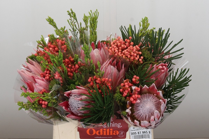 <h4>BQ Protea Cynaroides SFB</h4>