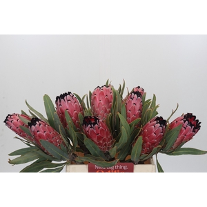 Protea Red Magic