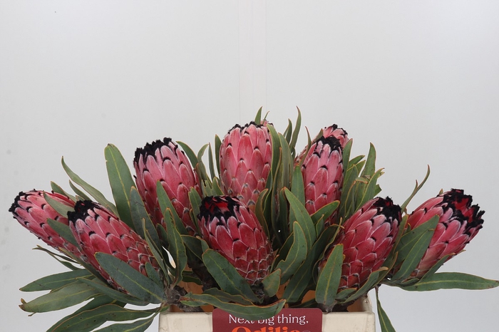 <h4>Protea Red Magic</h4>