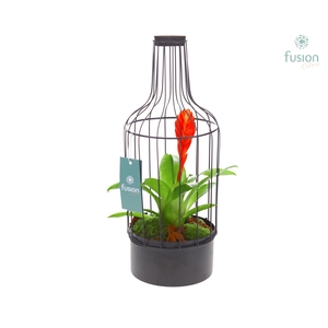 Metaal fles zwart Medium met Bromelia