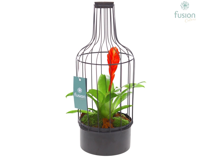 <h4>Metaal fles zwart Medium met Bromelia</h4>