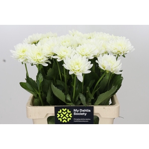 Dahlia Karma M. Zwaan