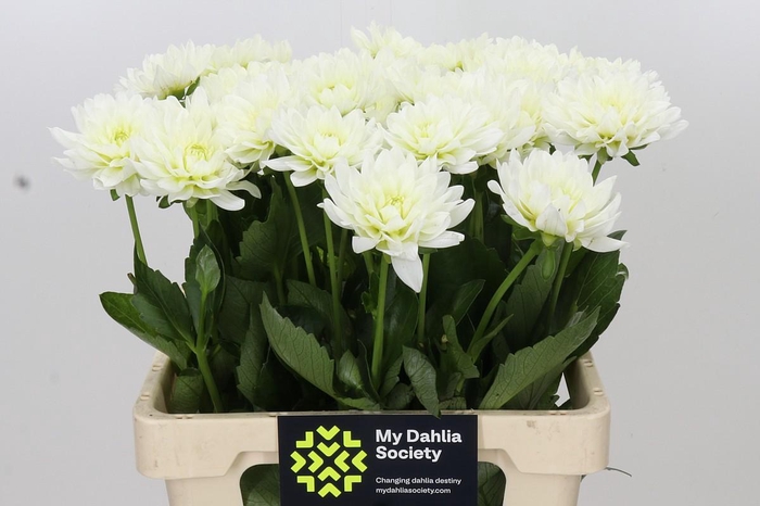 <h4>Dahlia Karma M. Zwaan</h4>